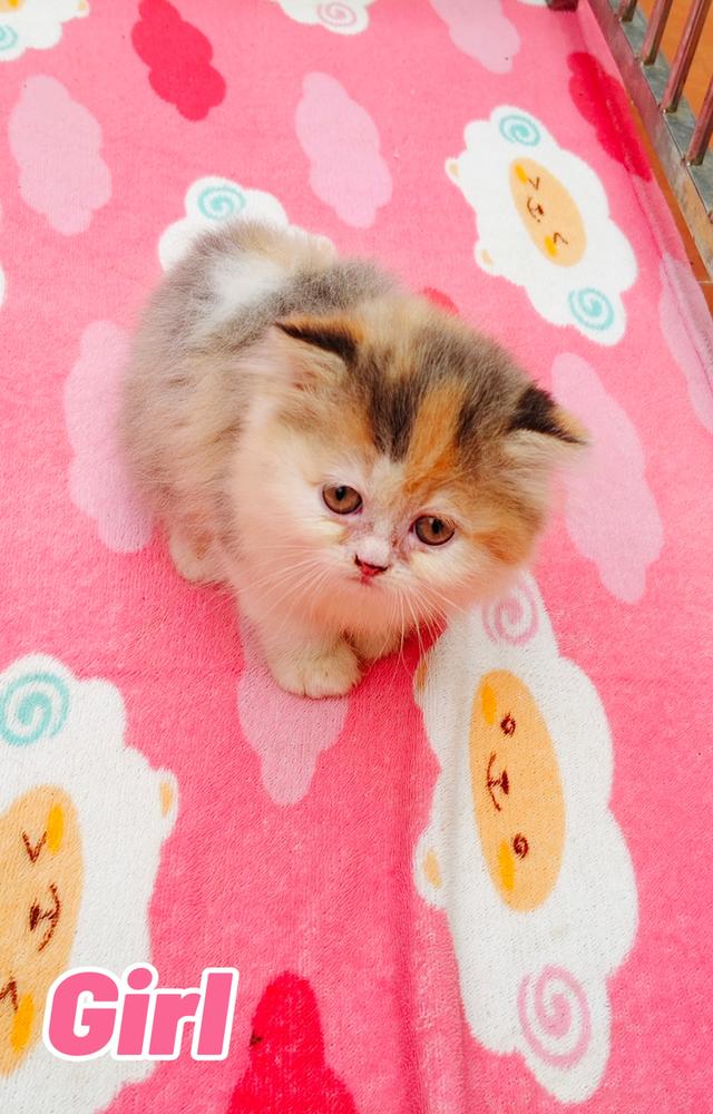น้องเปอร์เซียพร้อมย้ายบ้านครับ 6
