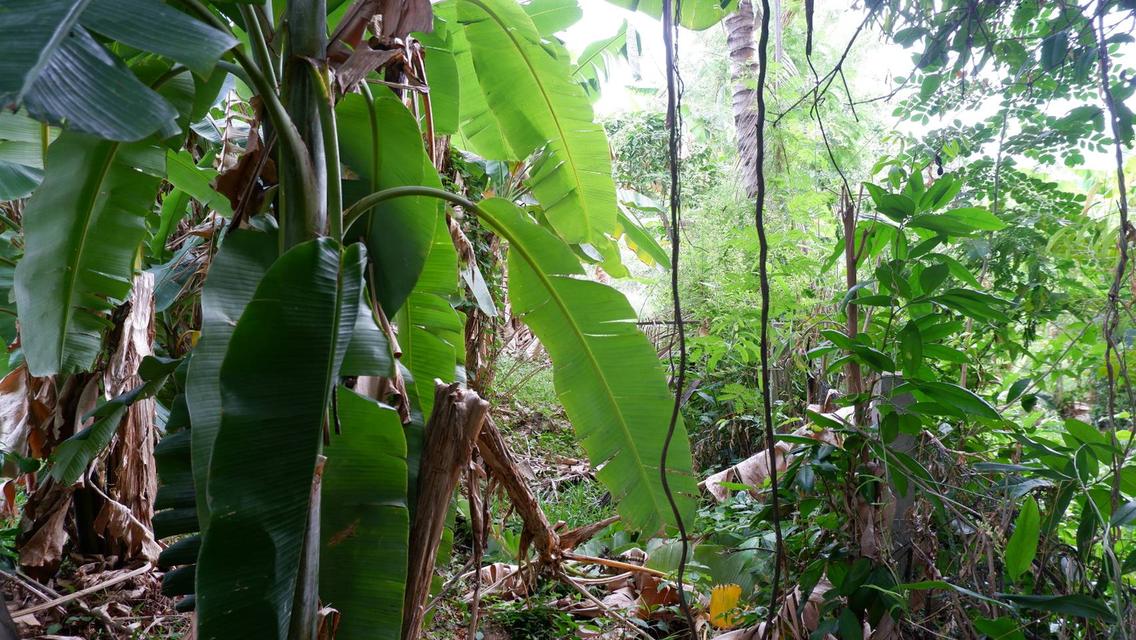 ที่ดินใจกลางเมืองสกลนคร ไม่มีสิ่งปลูกสร้าง จำนวน 2 งาน 15