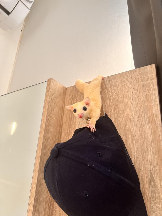 A pair of sugar gliders รูปที่ 5