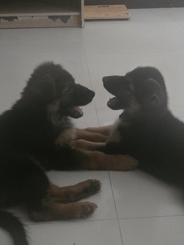 Urgent Sale German Shepherd Puppies and Parents āļĢāļđāļāļāļĩāđ 10
