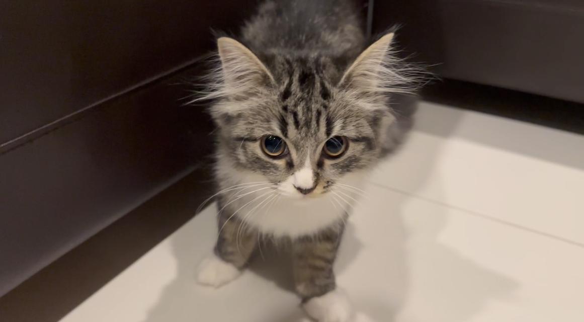 ลูกแมวหน้าสวยขนฟู (ผู้หญิง) 🐈🐈⬛💕