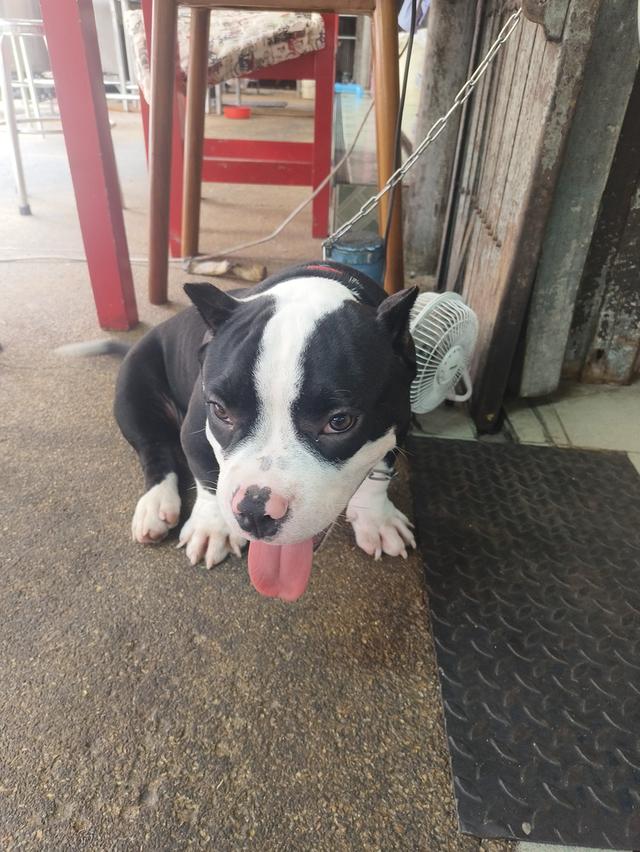 น้องพะโล้