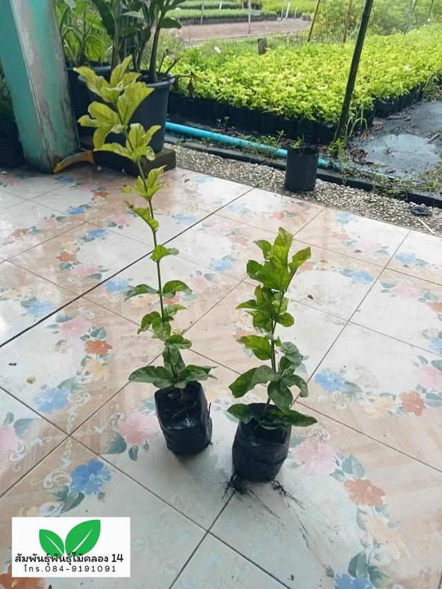 มะลิซ้อน ต้นมะลิซ้อน