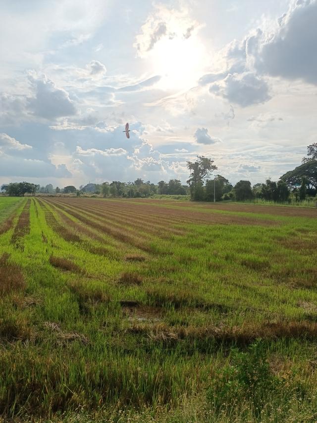 ขายที่ดิน จำนวน 6 ไร่ 97 ตรว. ติดถนนใหญ่ ทางเข้า ทม.ท่าโพธิ์ ใกล้ ม.นเรศวร 2