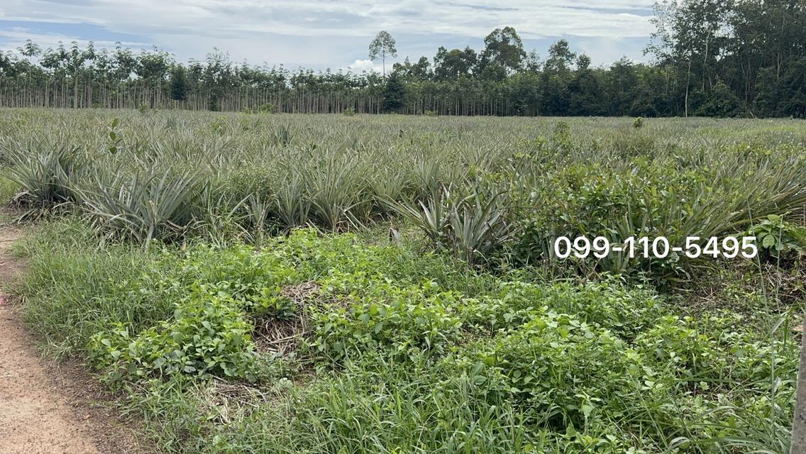 ที่ดินติดคลองส่งน้ำ ทำเลดี วิวสวย เหมาะสร้างบ้านสวน เนื้อที่ 4 ไร่ 49.6 ตรว. ต.บ้านนา อ.แกลง จ.ระยอง 5