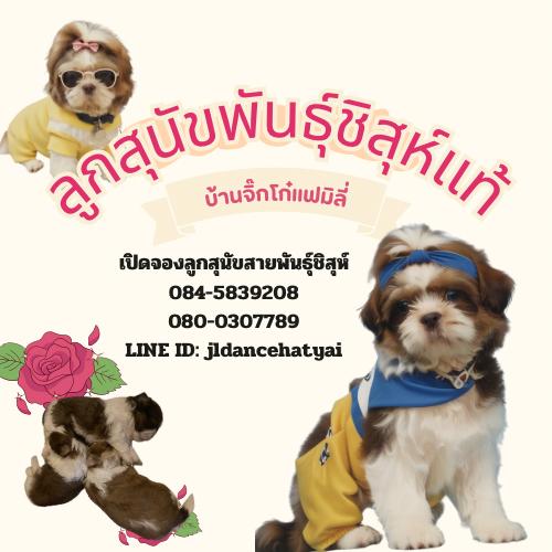 ลูกสุนัขพันธุ์ชิสุห์