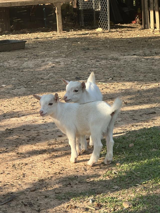 แพะแคระ minipygmy goat