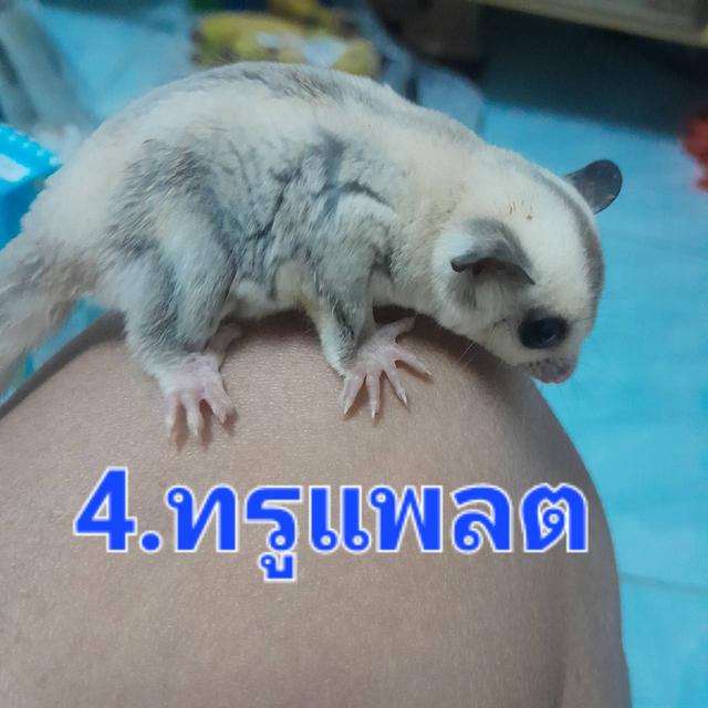 ชูก้า ไกลเดอร์ สีต่างๆ 9