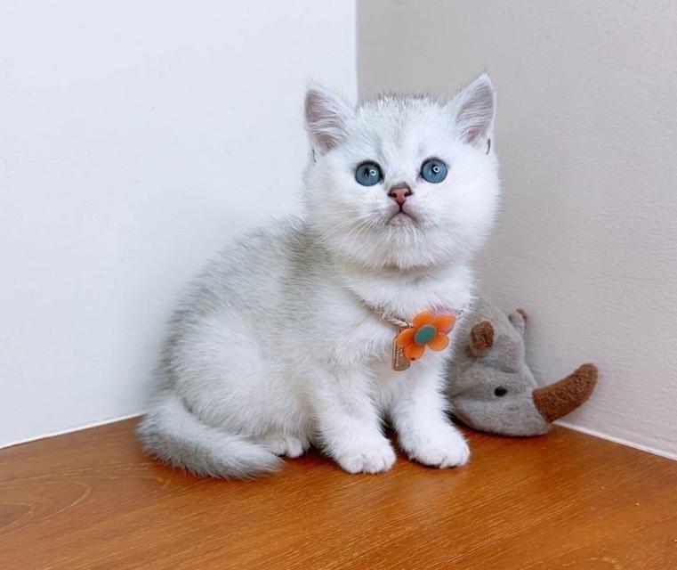 British Shorthair (ผู้หญิง) 3