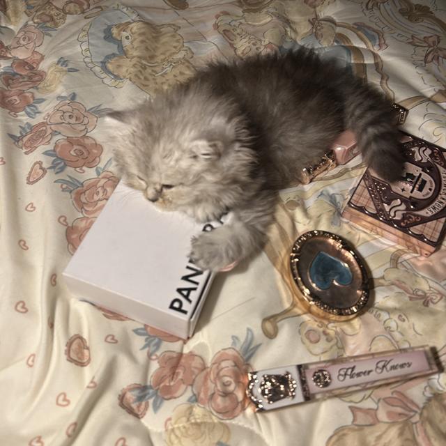 แมวเปอร์เซียแท้100%