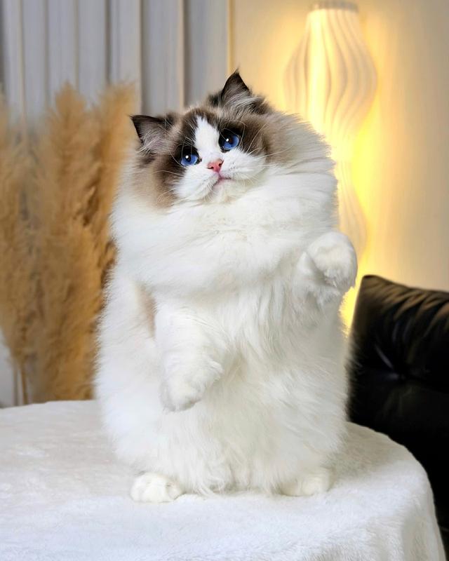 แมวแร็กดอลเด็กผู้ชาย 4เดือน