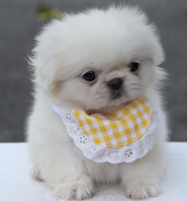 ปล่อยขาย Pekingese สุดน่ารัก