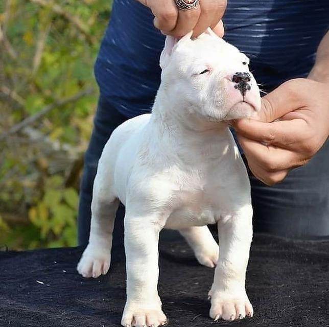 Dogo Argentino Puppies  WhatsApp me : +66 63 826 3042
