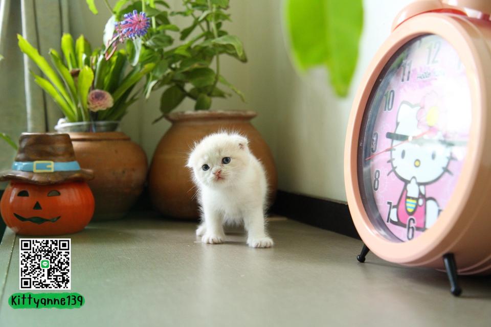 แมวสก็อตติชโฟลด์แท้พ่อพกใบwcf 13