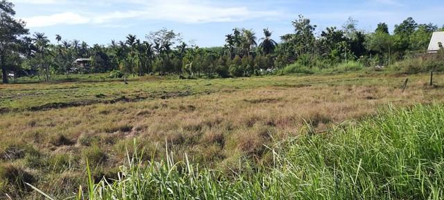 ต้องการขาย ที่ดิน ที่ดิน ใกล้ม.วลัยลักษณ์ ท่าศาลา 159 ตร.ว. 800000 THAI BAHT ทำเลทอง 3