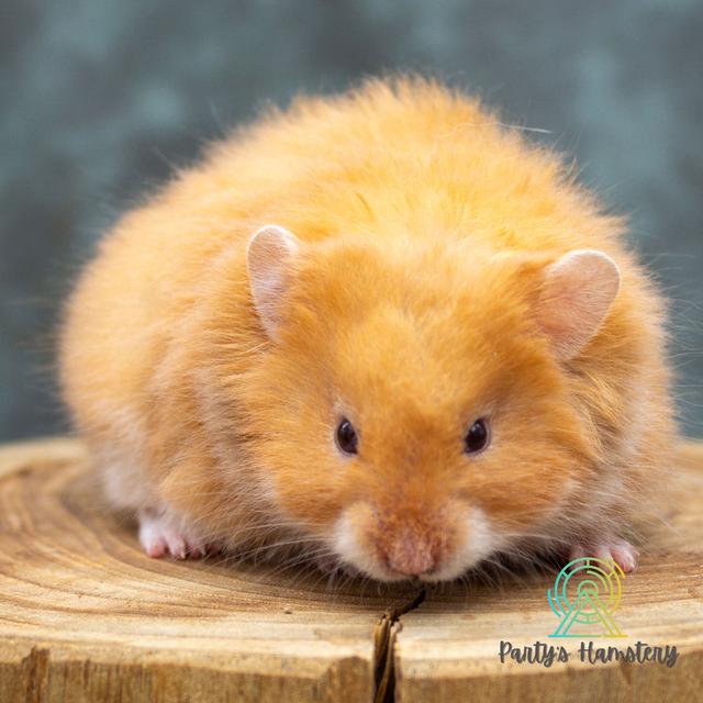 Hamster Donmuang - ขายหนูแฮมสเตอร์ 14