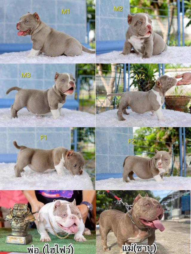 หมาบูลลี่