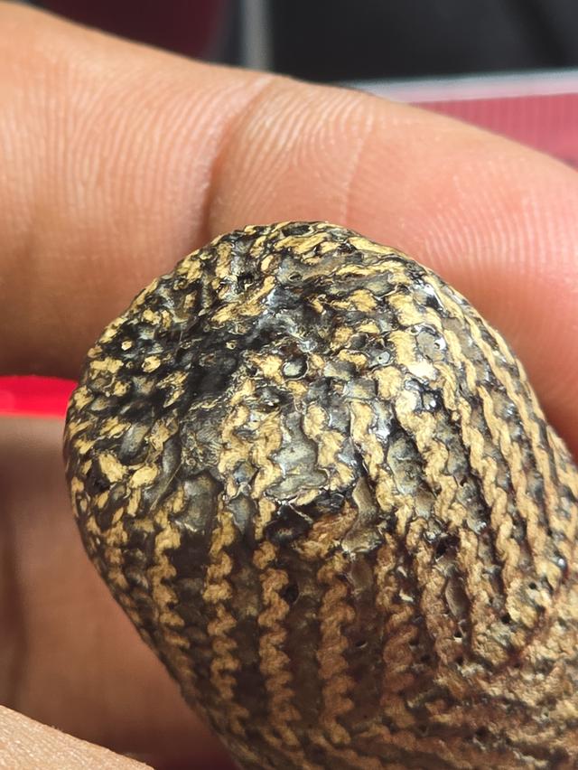 ตะกรุดไม้ครู หลวงปู่ภู วัดอินทรงิหาร 1ใน9เครื่องรางมหามงคล รูปที่ 4