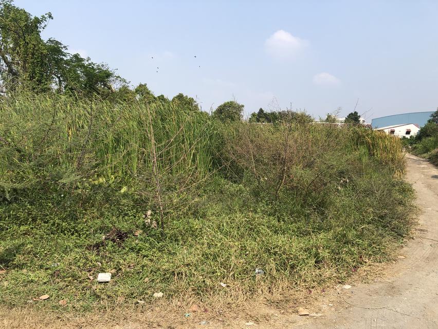 ให้เช่าที่ดินเปล่า 358 ตารางวา 5