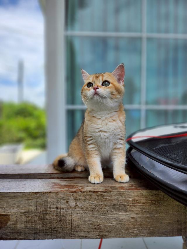 น้องบริติช 13