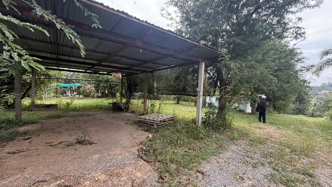 บ้านพร้อมที่ดิน 4 ไร่ 2 งาน 3.2 ล้าน อ.วังน้ำเขียว 2