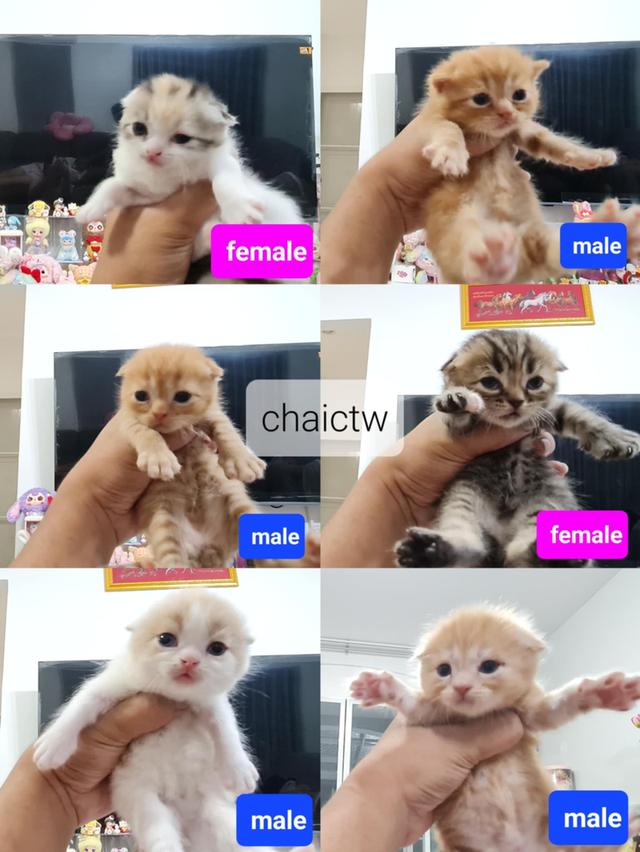 แมวสกอตติชโฟล์ว