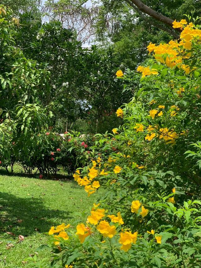 ขายที่ดินพร้อมสิ่งปลูกสร้าง บ้านไม้สักพร้อมสวน 20 ไร่ 2 งาน 59 ตร.ว. ทิศใต้ติดเนินเขา ชะอม แก่งคอย สระบุรี 10