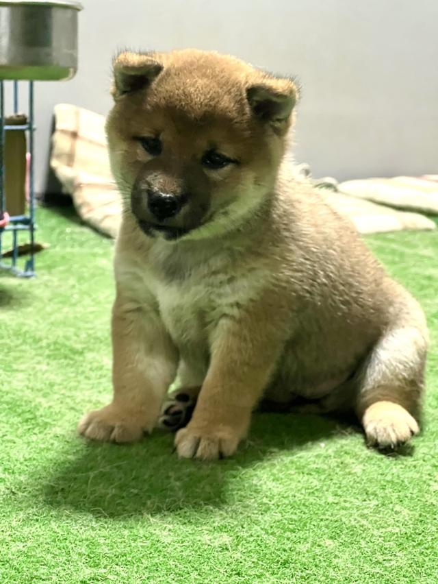 ลูกสุนัข ชิบะ SHIBA เพศเมีย มีใบเพดดีกรี 2