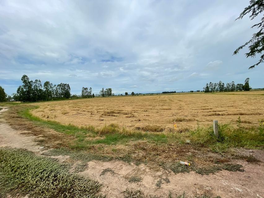 ที่นาแบ่งขาย อยู่ที่ ต.วังน้ำเย็น อ.บางปลาม้า จ.สุพรรณบุรี จำนวน 4 แปลง มีทั้งหมด 29 ไร่ 2 งาน แบ่งขาย แปลงละ 7 ไร่ 1 งาน 59 ตรว. ขายไร่ละ 230,000 บ. 7