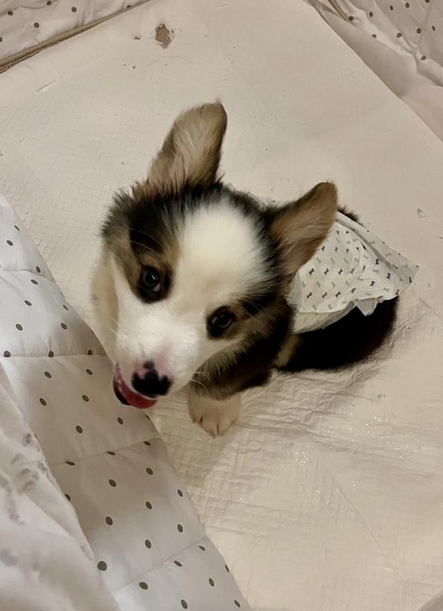 ลูกสุนัข Corgi สามสี