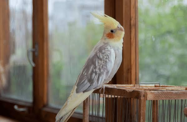 นกค๊อกคาเทลสีเทา (Grey Cockatiel)