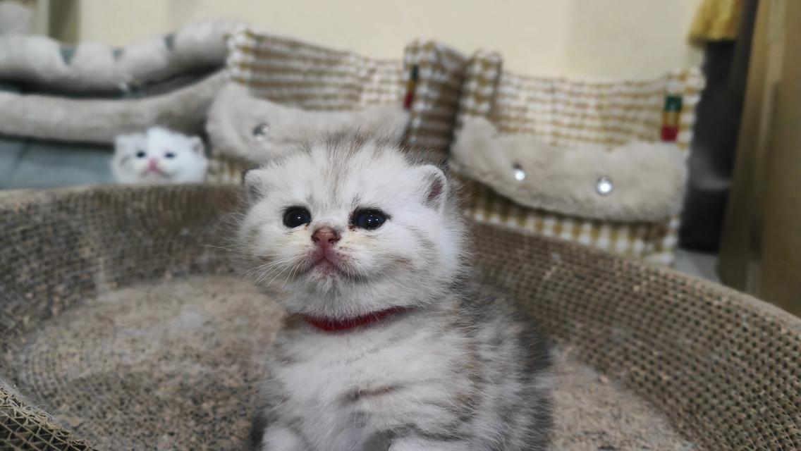 Scottish Fold (girl) 15