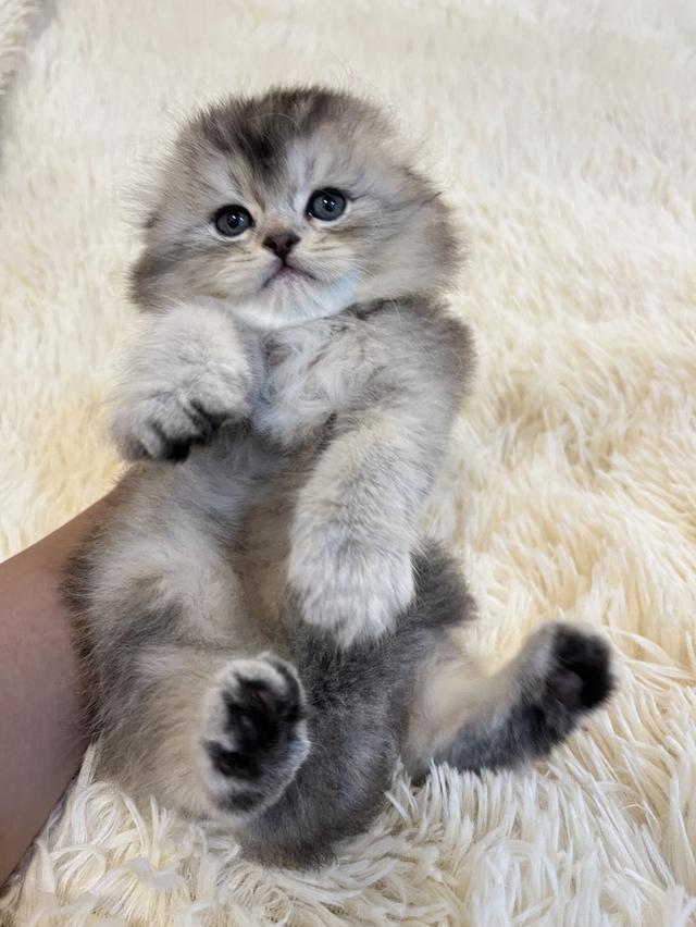 แมว EXO ติก 🔥🔥🙂🙏สีบลู