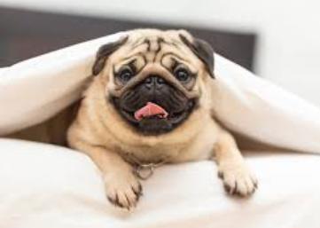 ปั๊ก (Pug) 3