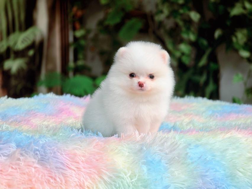 ปอมเมอเรเนียนแท้ ทีคัพ สีขาวเพศเมีย รูปที่ 9