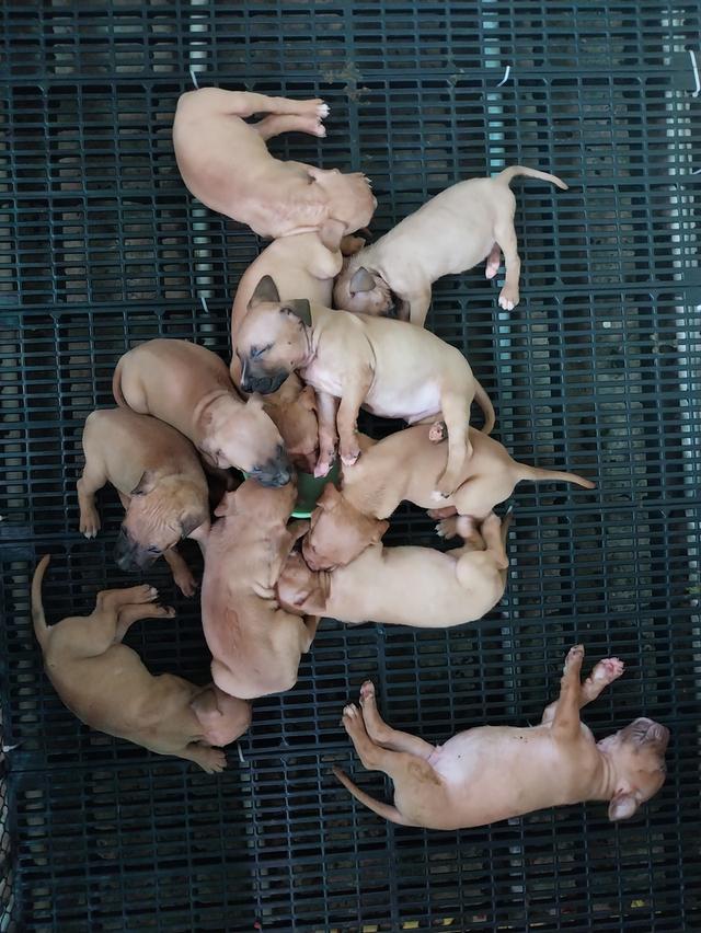 ลูกสุนัขพิทบลู