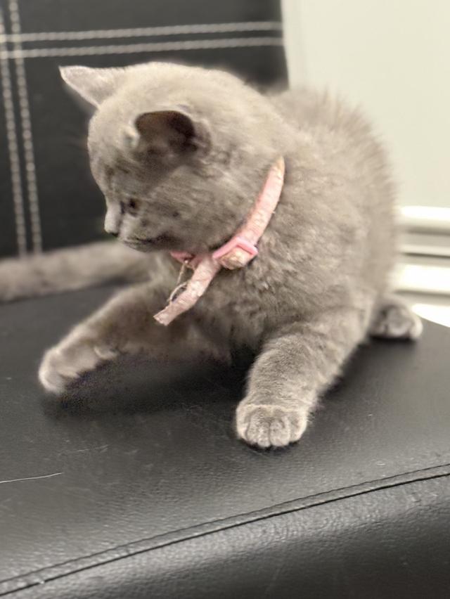 โดนจุ๊ฟแล้ว ปิดการขาย บริติช ช็อตแฮร์ สีบลู รูปที่ 3