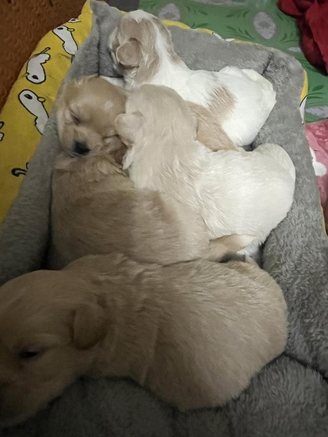 หมาน้อย ชิสุผสมพุดเดิ้ลจังหวัดลำพูนเปิดจองค่ะ รูปย่อยที่ 3