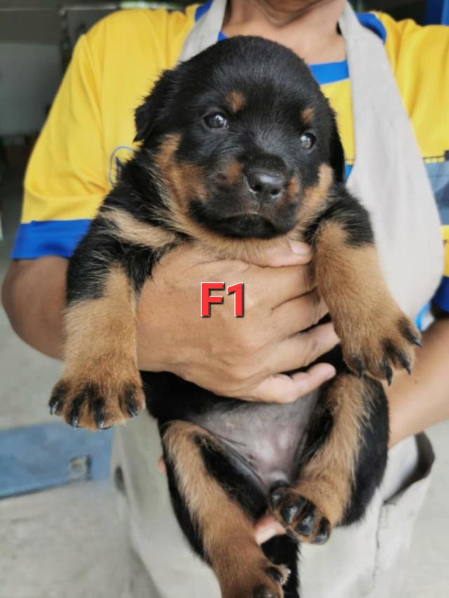 เปิดจองลูกสุนัขร็อตไวเลอร์สายเลือดนอกนำเข้าต่างประเทศ