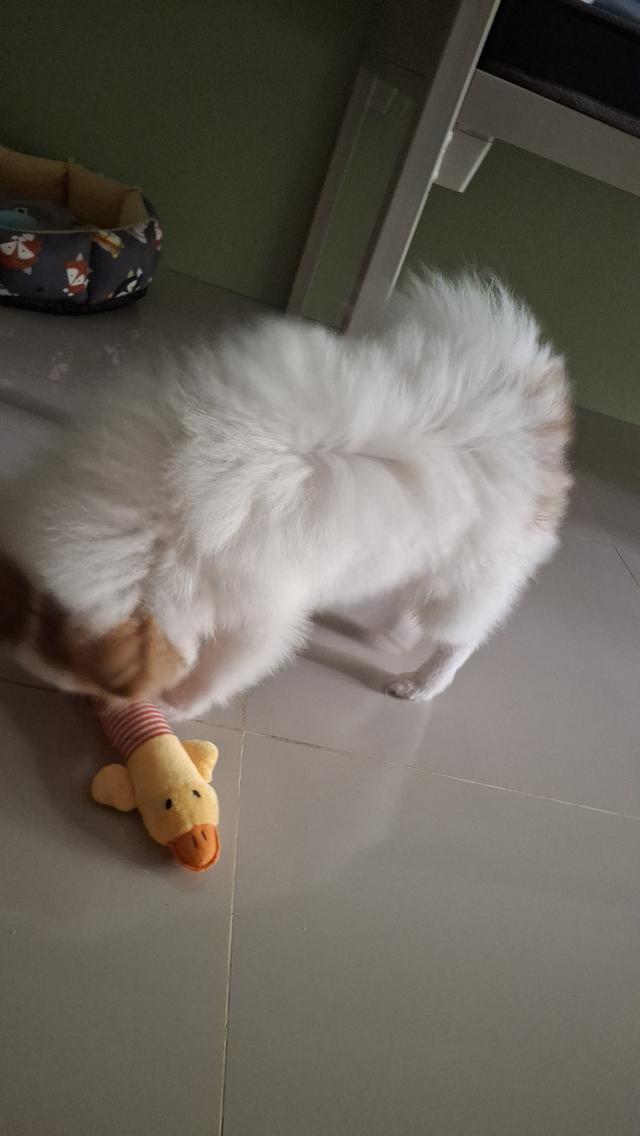 สุนัขปอมชาย
