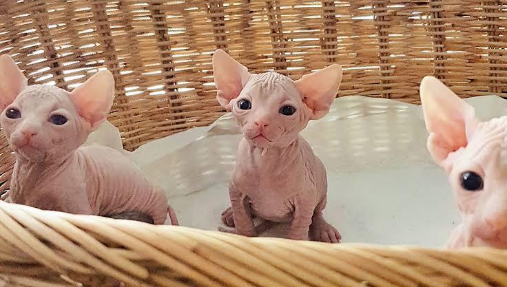 สฟริงซ์ (Sphynx) 