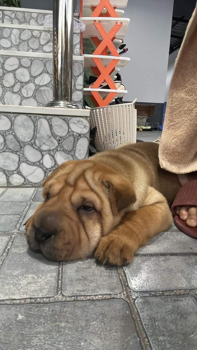 ขายน้องหมา Shar Pei  2