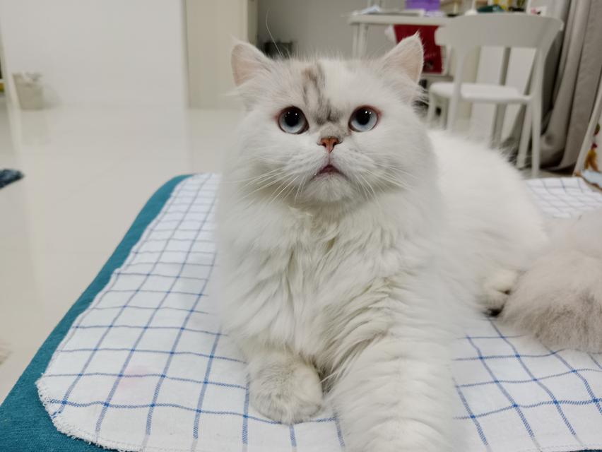 Persian  5