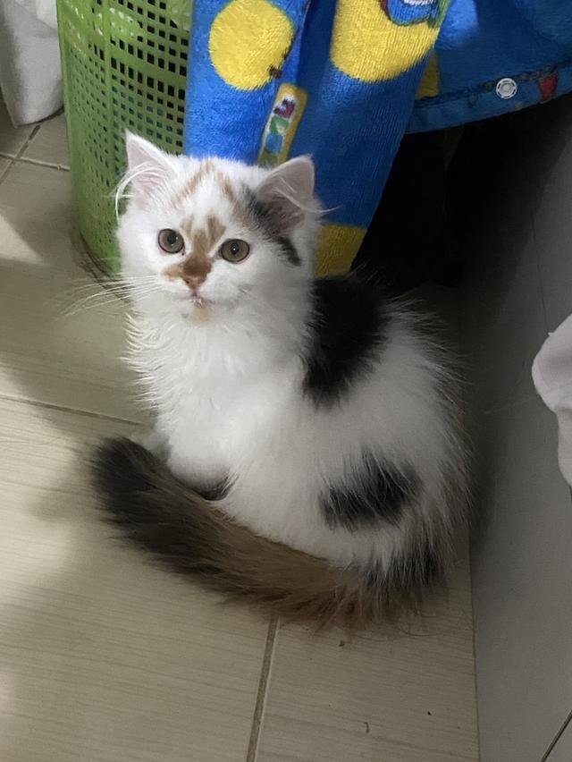 เจ้าจิ๋วสามสี