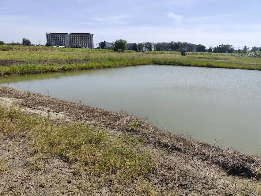 land for sale Nakhon Pathom ขายที่ดินเปล่าสวยมาก กำแพงแสน แบ่งขายได้ แปลง 5 ไร่ เหมาะทำหอพักนักศึกษา ใกล้ มหาลัยเกษตรศาสตร์ กำแพงแสน 6