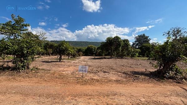 ขายที่ดินเปล่า พร้อมสวนมะม่วง 180 ตร.ว. / 199,999 บ.  097 446 4446 11