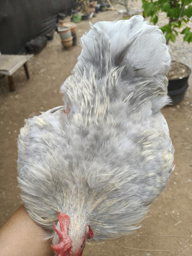 ไก่มินิโคชิน.......... รูปที่ 14
