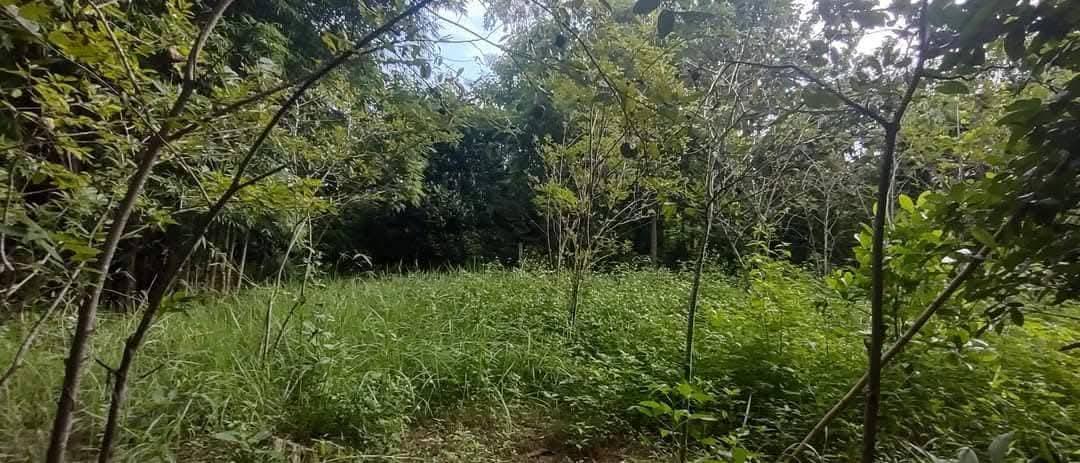 ที่โฉนด ขนาด110มีตรว ราคา280,000ห่าง7-11เพียง1โล  ไฟฟ้าถึงหน้ากว้างติดถนนคอนกรีต17เมตร ด้านในมีต้นไผ่ ขนุน,น้อยหน่า,มะม่วง,กล้วย ต้นสัก,ตะไคร้ 14