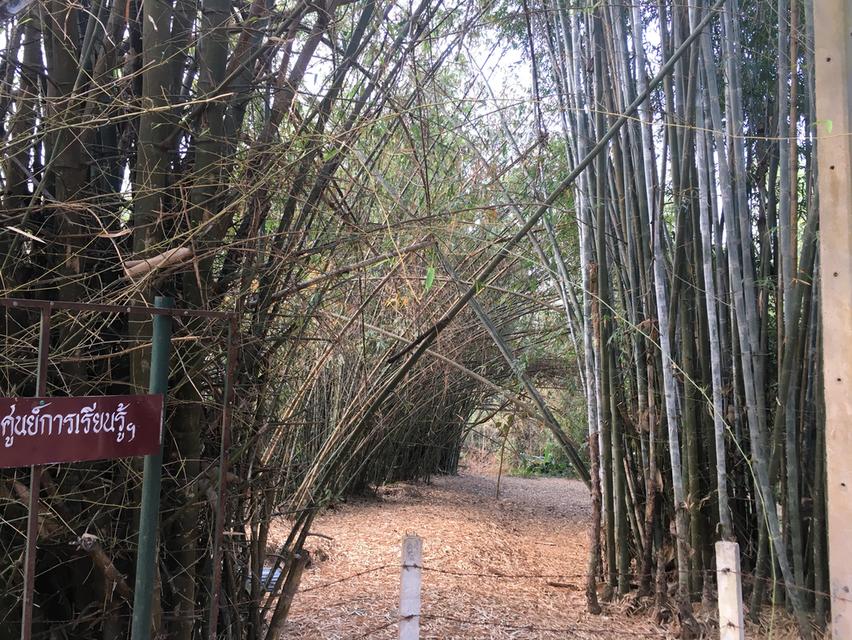 ที่ดินติปางช้างแม่ริม 2