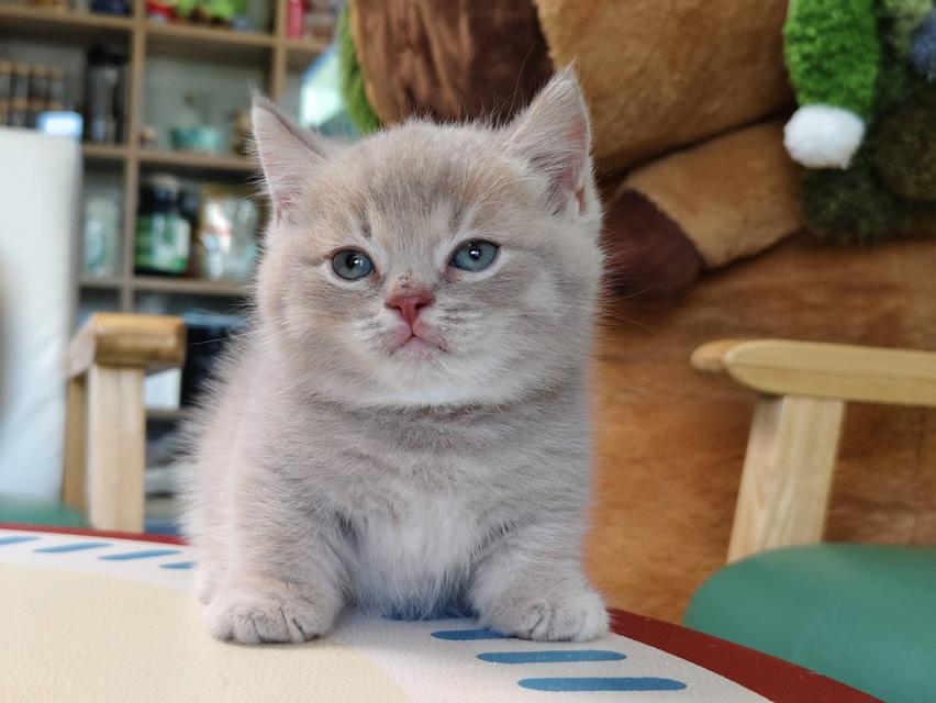 แมวขาสั้น Munchkin short leg chiangmai รูปที่ 3